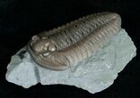 Flexicalymene Trilobite From Indiana #5527-1